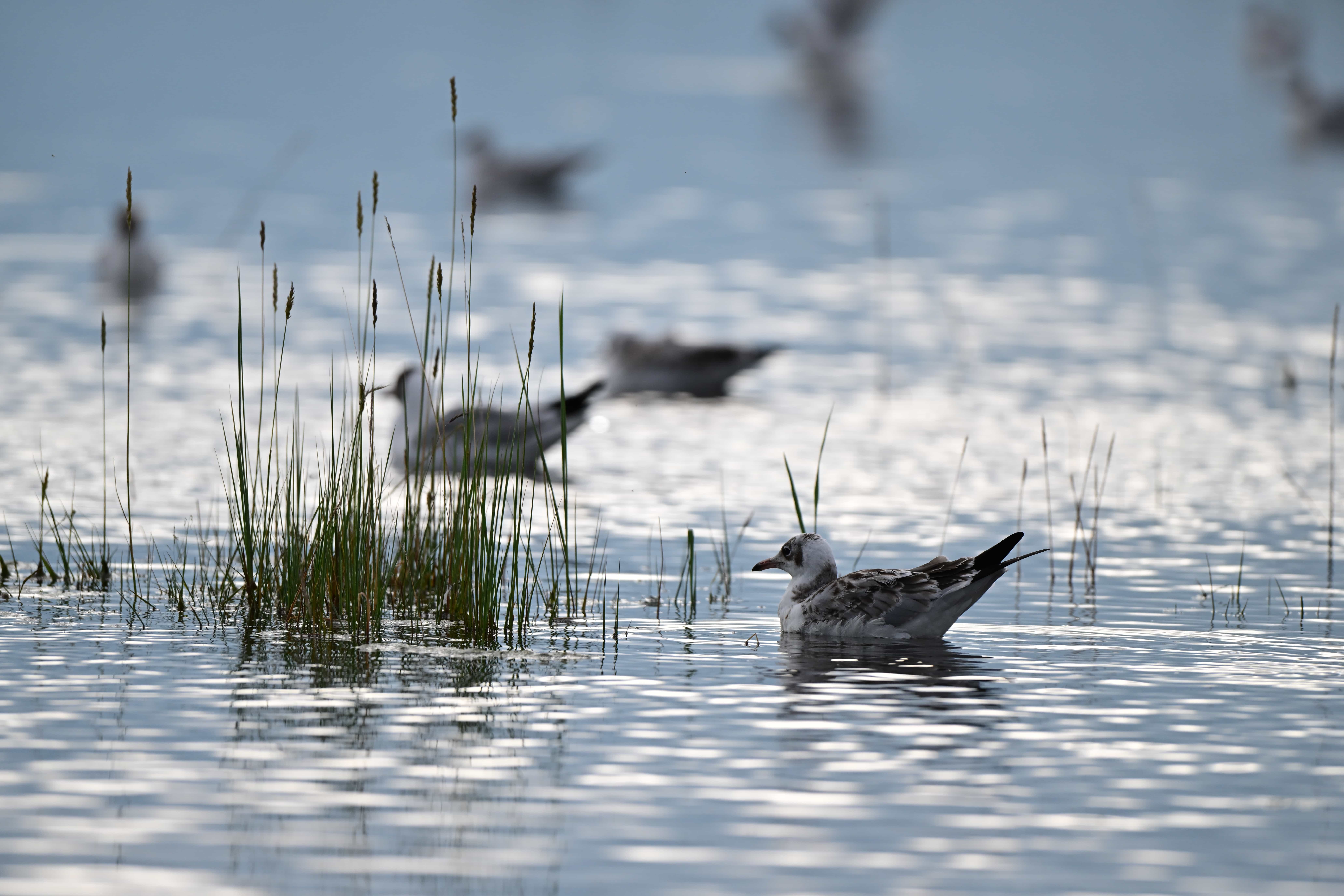 停息水面的棕头鸥
