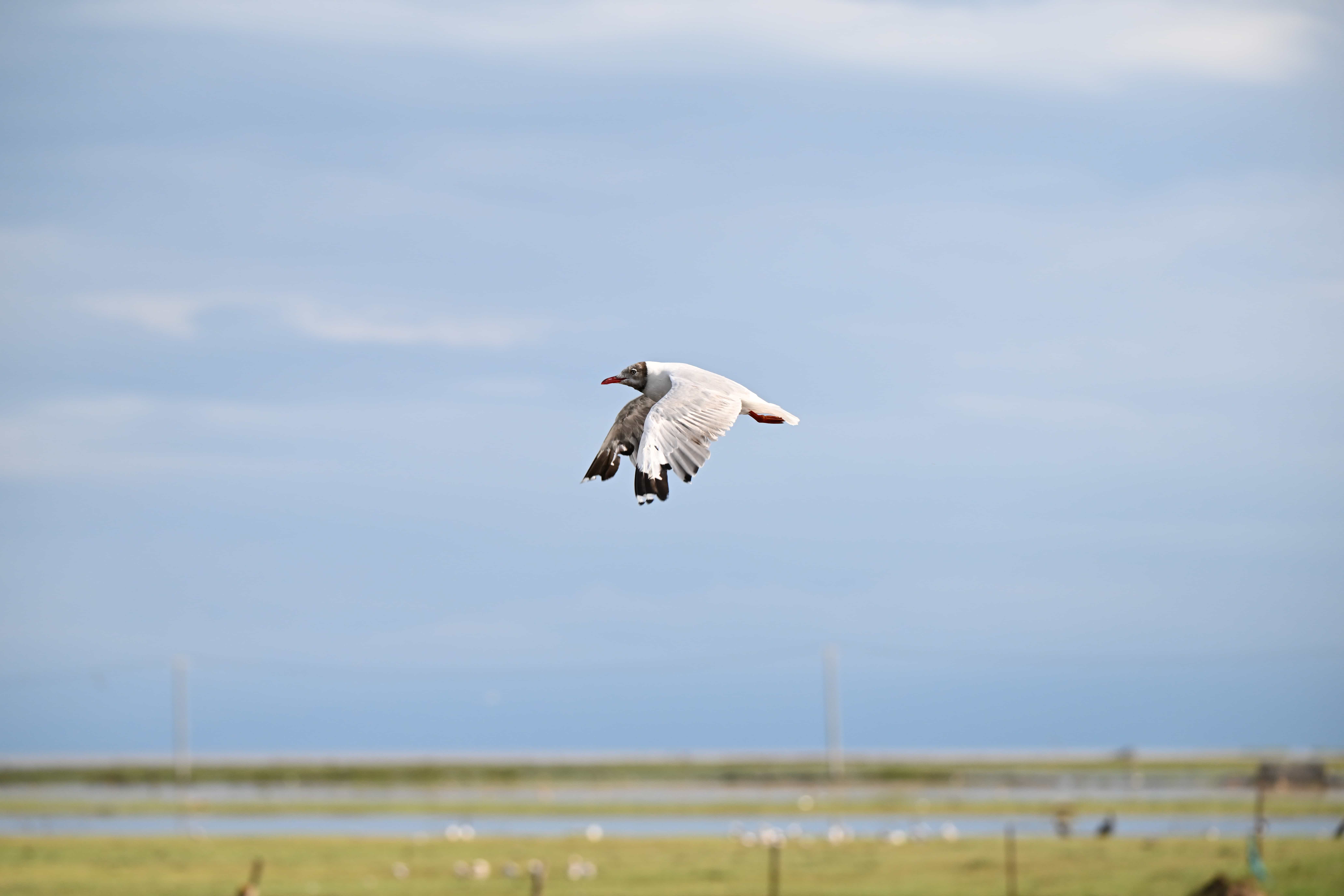 展翅高飞的棕头鸥